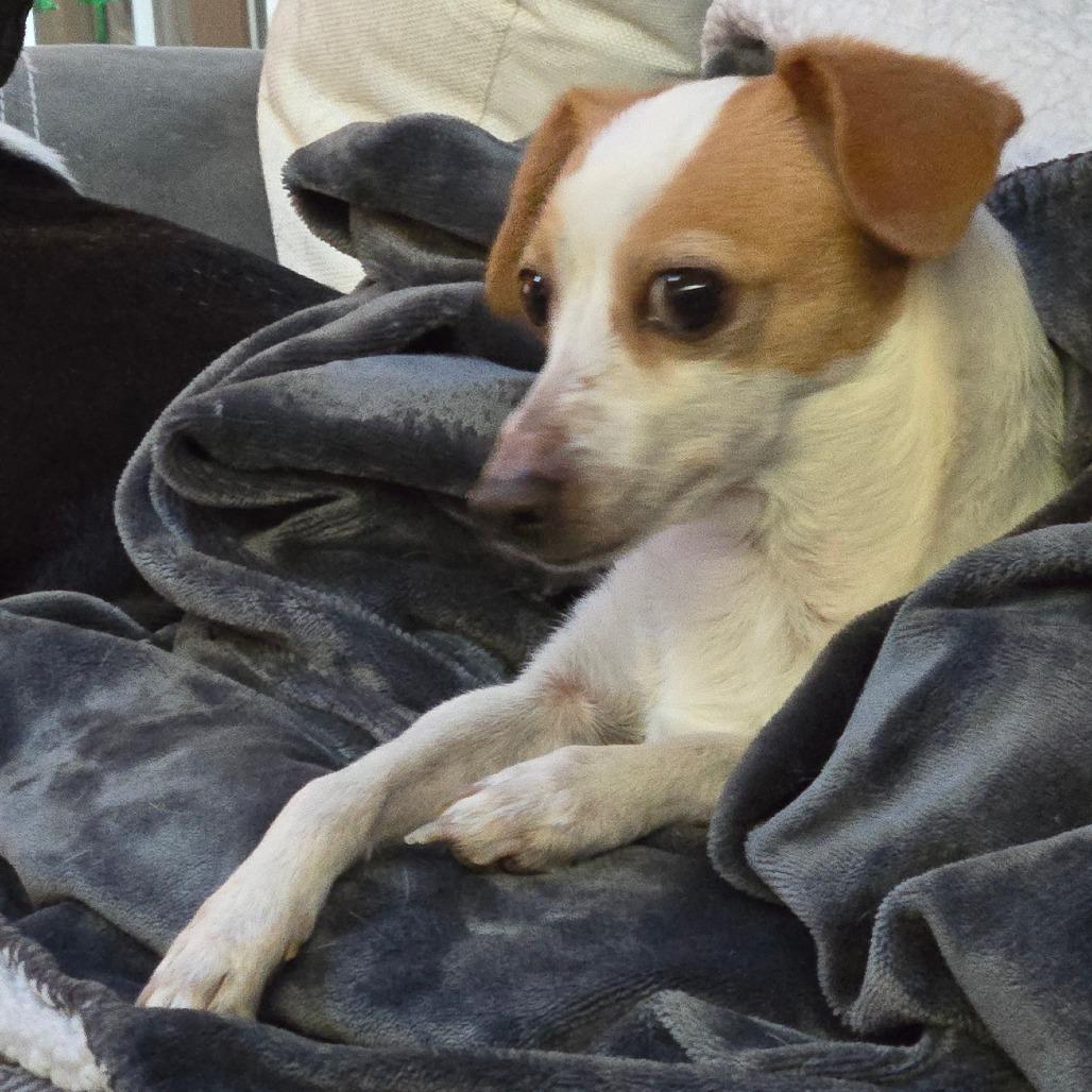 Enlarge Sarah, a Adoptable mixed breed in Loves Park, IL image 5/6