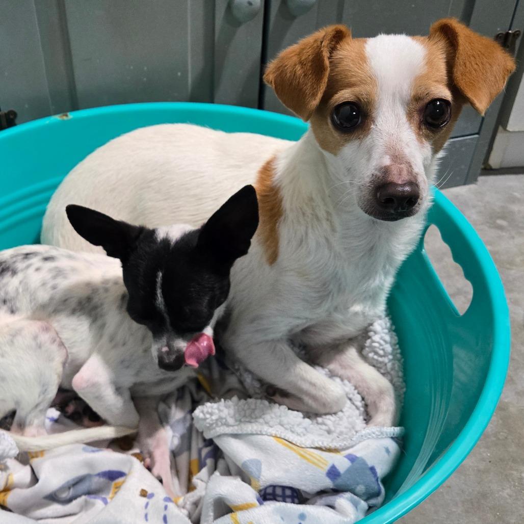 Enlarge Sarah, a Adoptable mixed breed in Loves Park, IL image 6/6