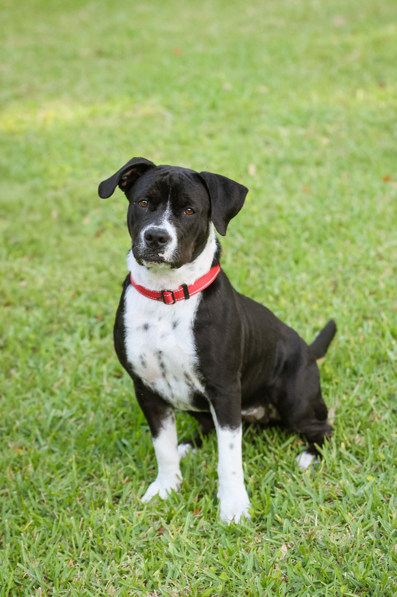 Ellie Mae, Adopted, Young Female Mixed Breed.