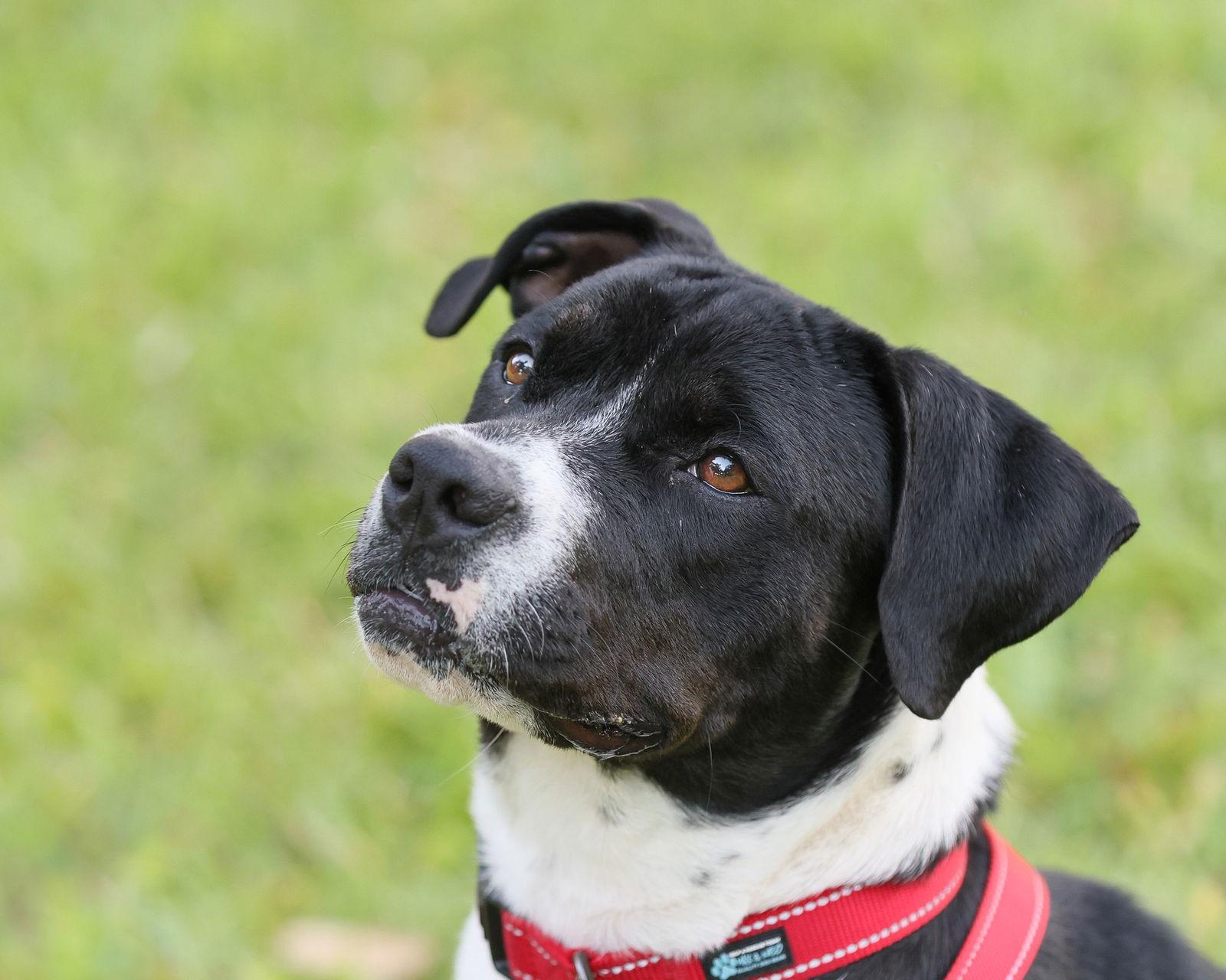 Ellie Mae, a Adopted Mixed Breed in Gainesville, FL image 2/3