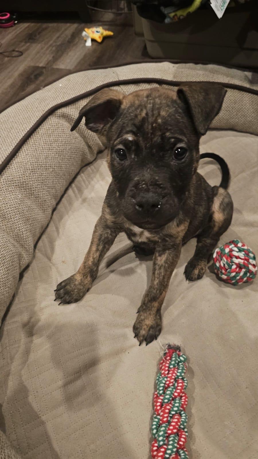 Enlarge Jäger, a Adoptable mixed breed in Oakville, ON image 3/3