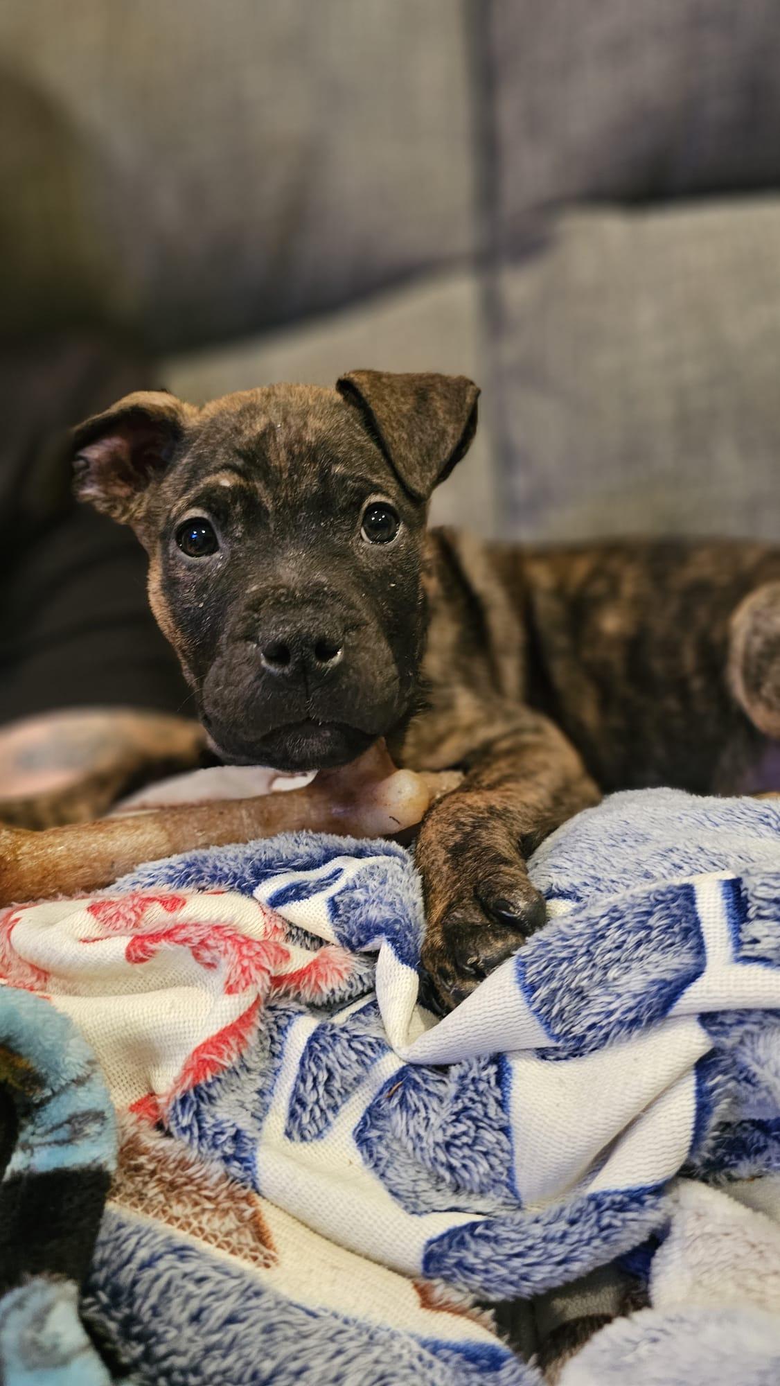 Enlarge Jäger, a Adoptable mixed breed in Oakville, ON image 1/3
