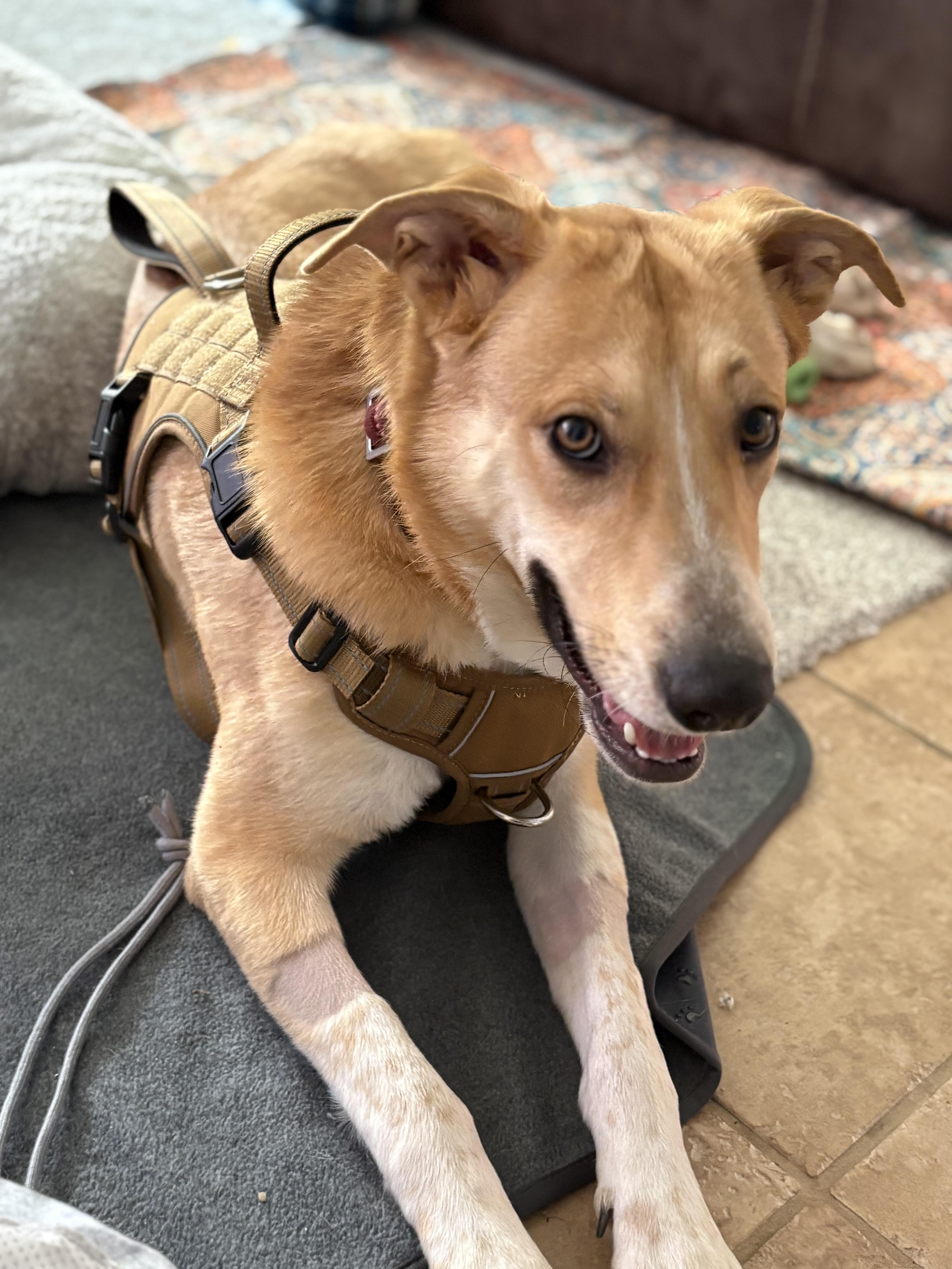 Enlarge Jovie, an adopted mixed breed in Weston, MA image 2/4