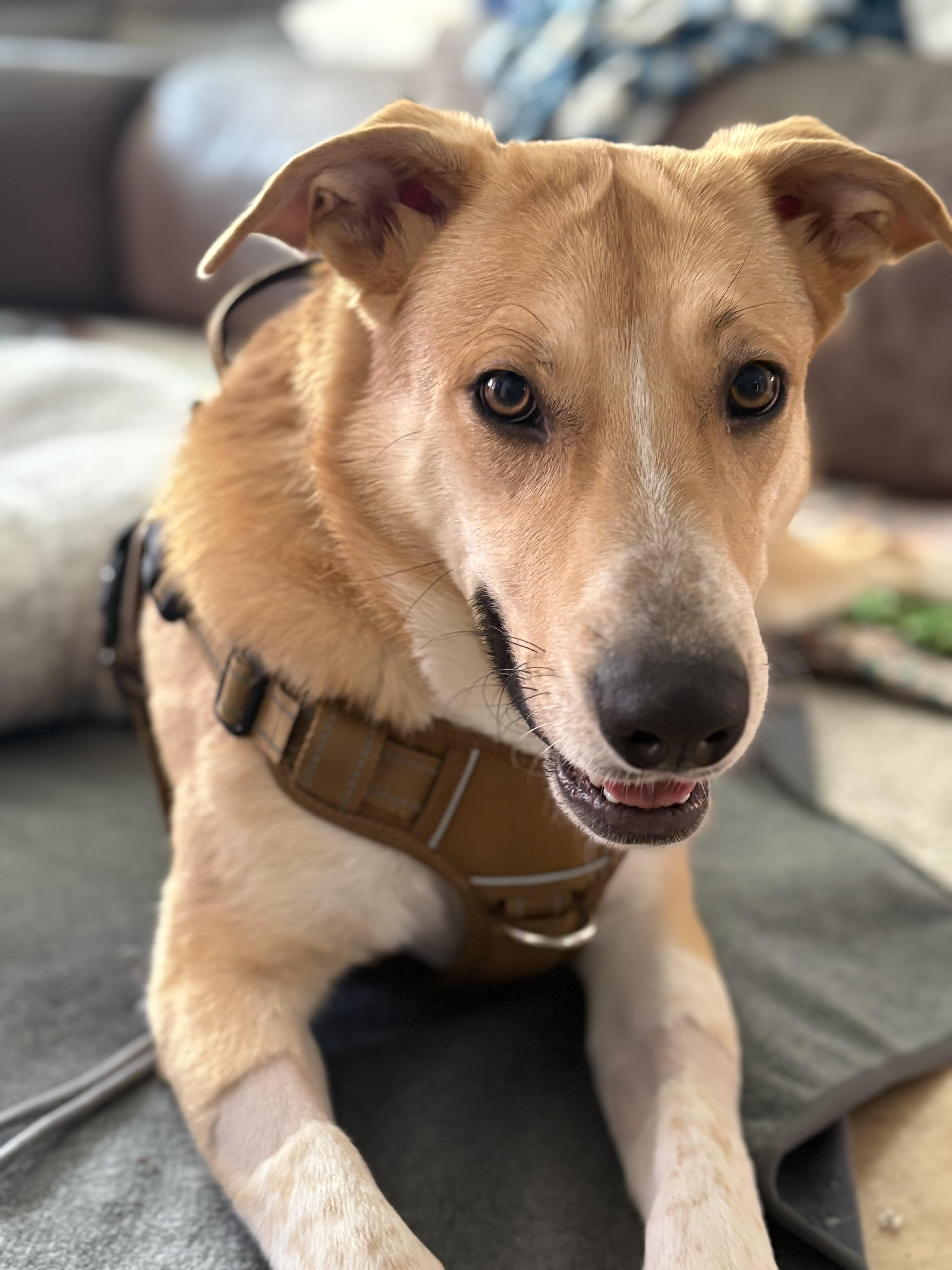 Jovie, adopted, Young Female Shepherd & Golden Retriever.