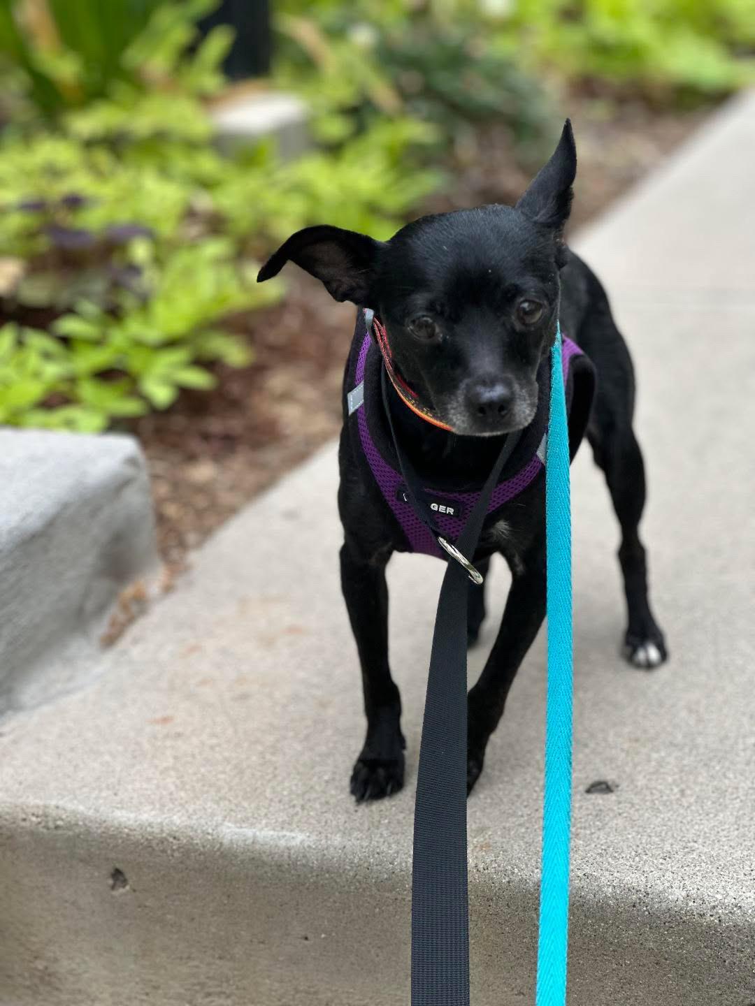 Rose, Adoptable, Adult Female Chihuahua.