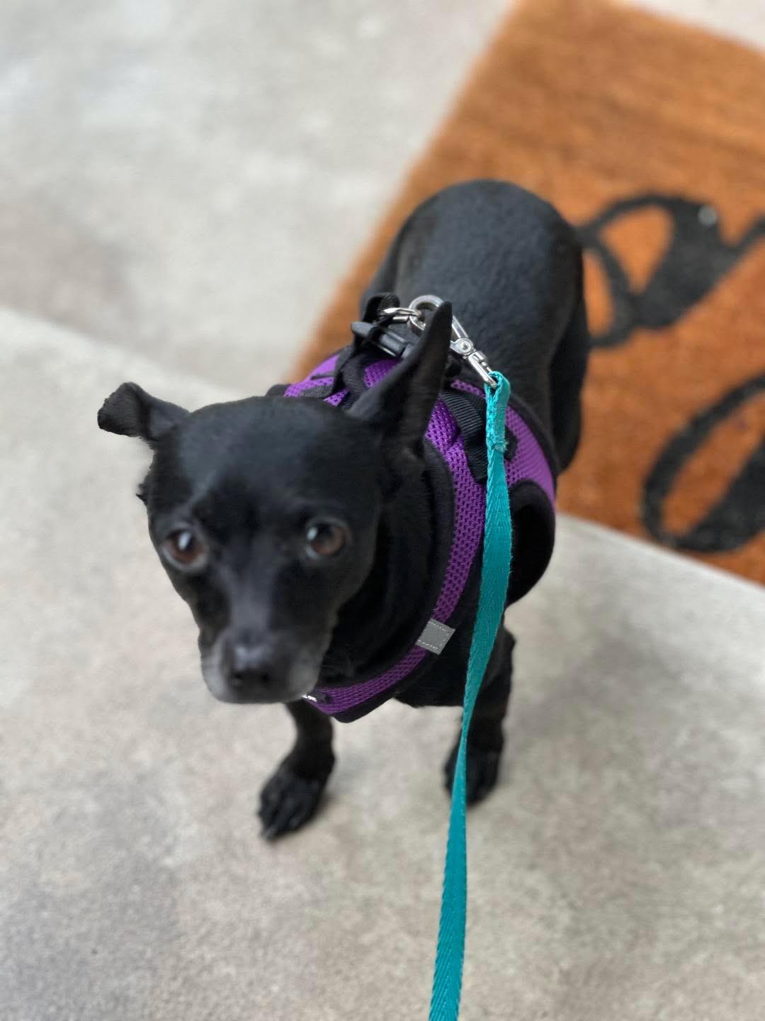 Enlarge Rose, a Adoptable Chihuahua in San Diego, CA image 2/2