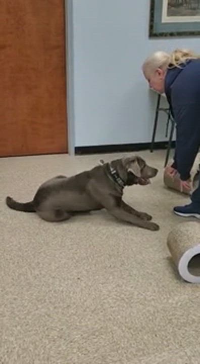 Enlarge Remy, a Adopted Labrador Retriever in Perkasie, PA video 5/8