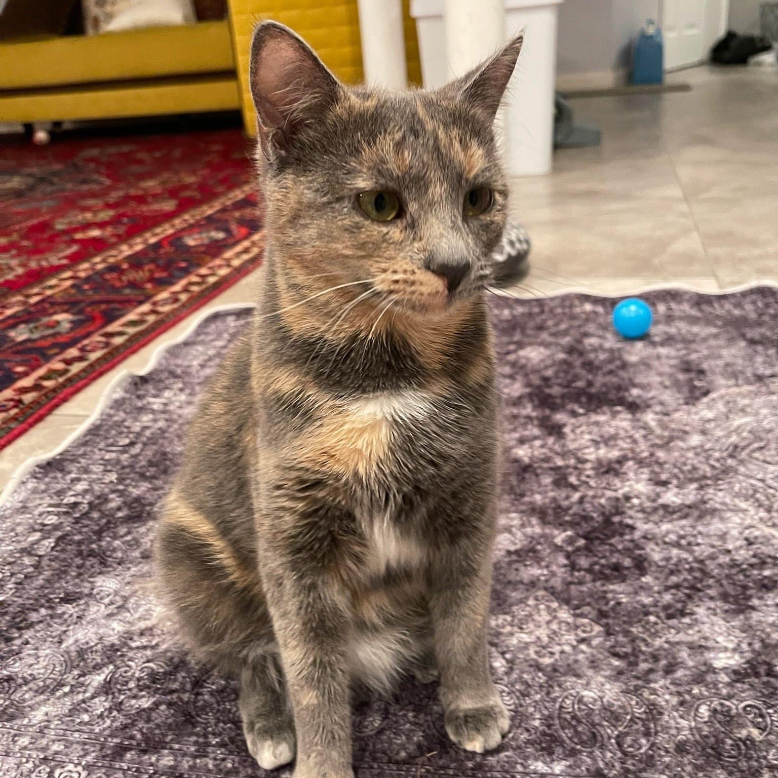 Owner Moving Leaving 3 cats- Luna, Michael & Star