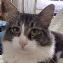 Enlarge Owner Moving Leaving 3 cats- Luna, Michael & Star, a Adoptable Domestic Short Hair in Clifton, NJ image 1/4