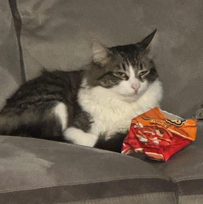 Owner Moving Leaving 3 cats- Luna, Michael & Star