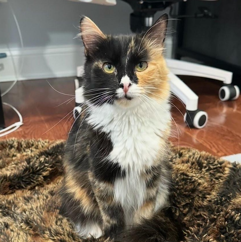 Enlarge Owner Moving Leaving 3 cats- Luna, Michael & Star, a Adoptable Domestic Short Hair in Clifton, NJ image 3/4