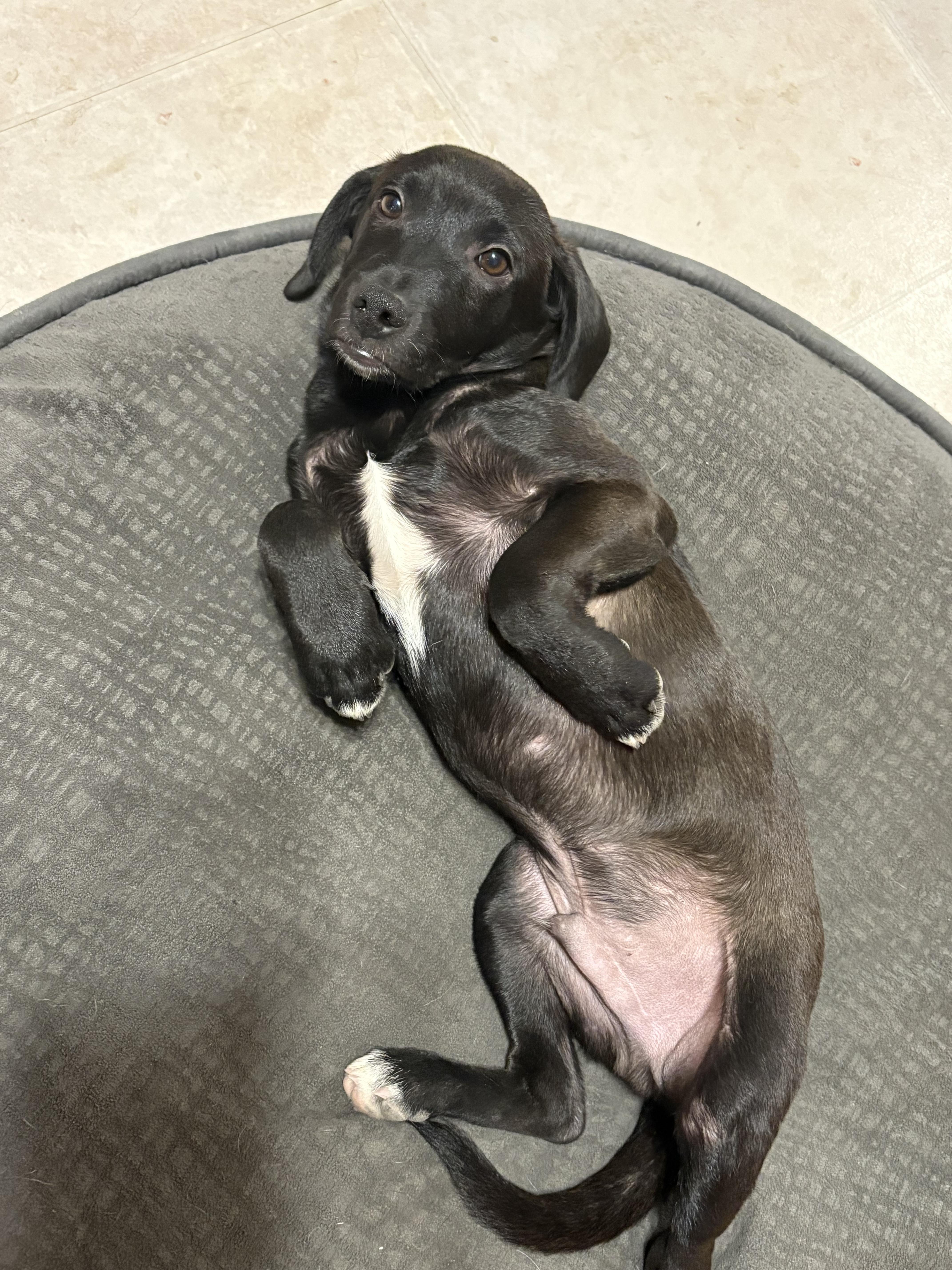 Enlarge Blaze, a Adoptable Mixed Breed in Orland Park, IL image 4/5