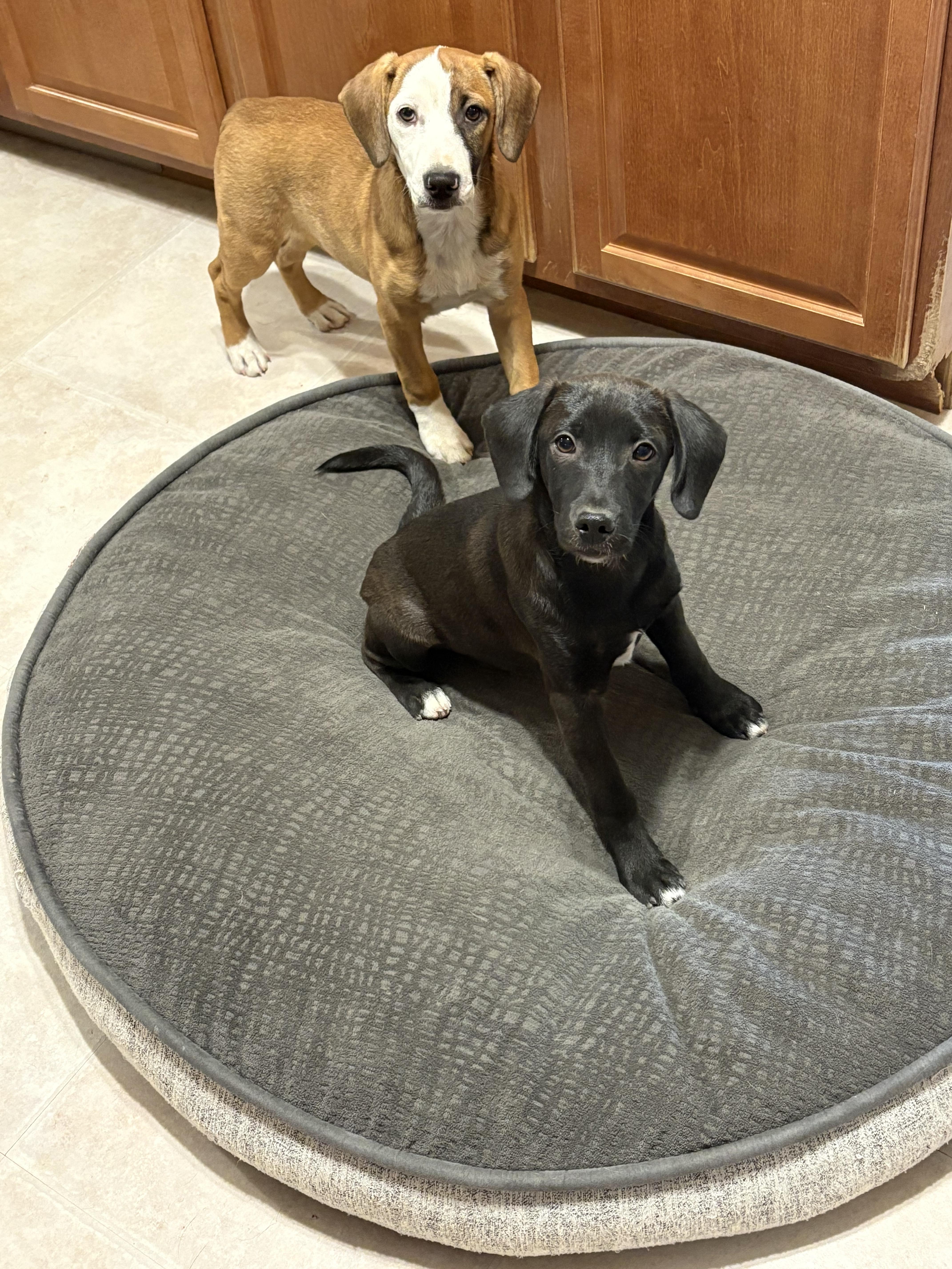 Enlarge Blaze, a Adoptable Mixed Breed in Orland Park, IL image 5/5