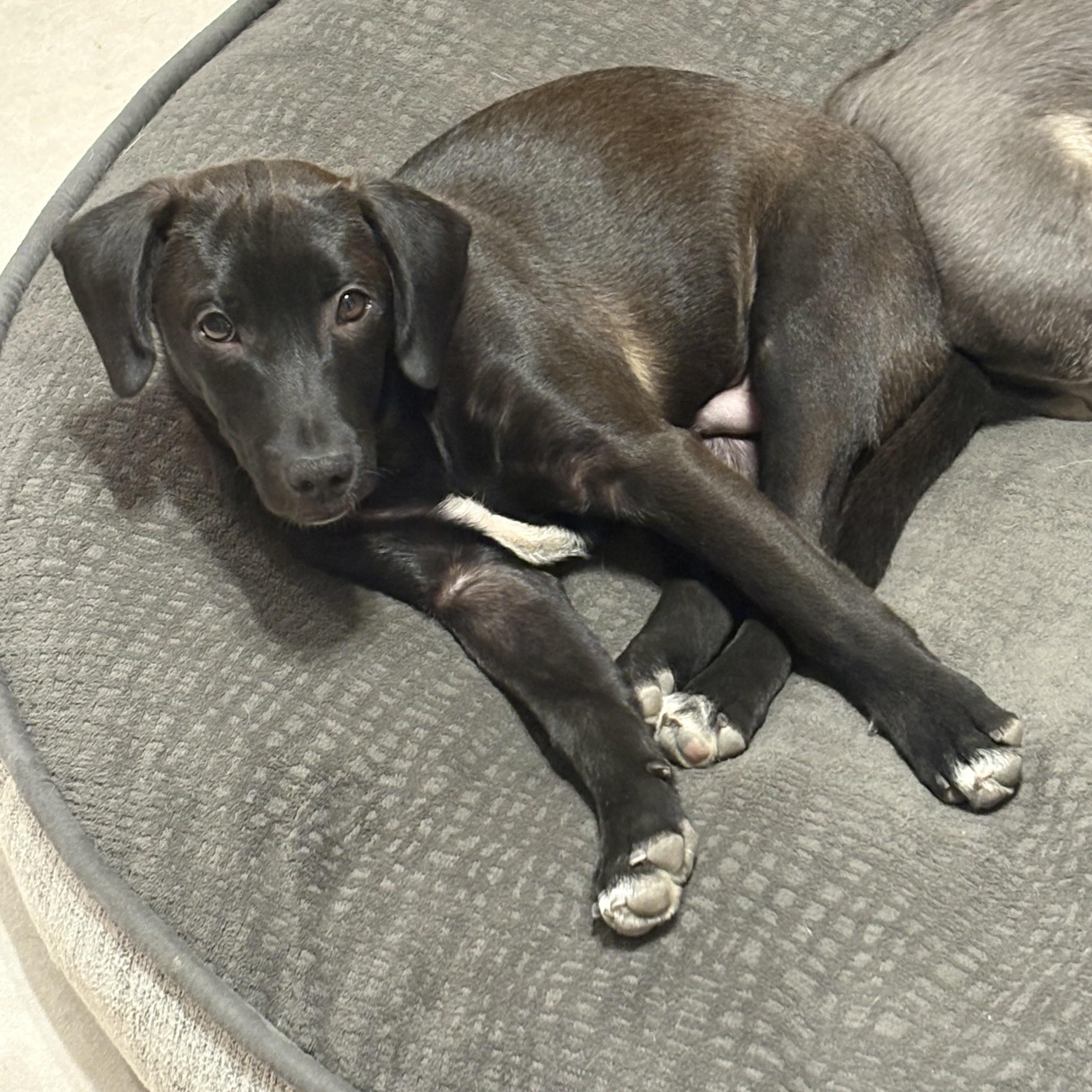 Enlarge Blaze, a Adoptable Mixed Breed in Orland Park, IL image 3/5