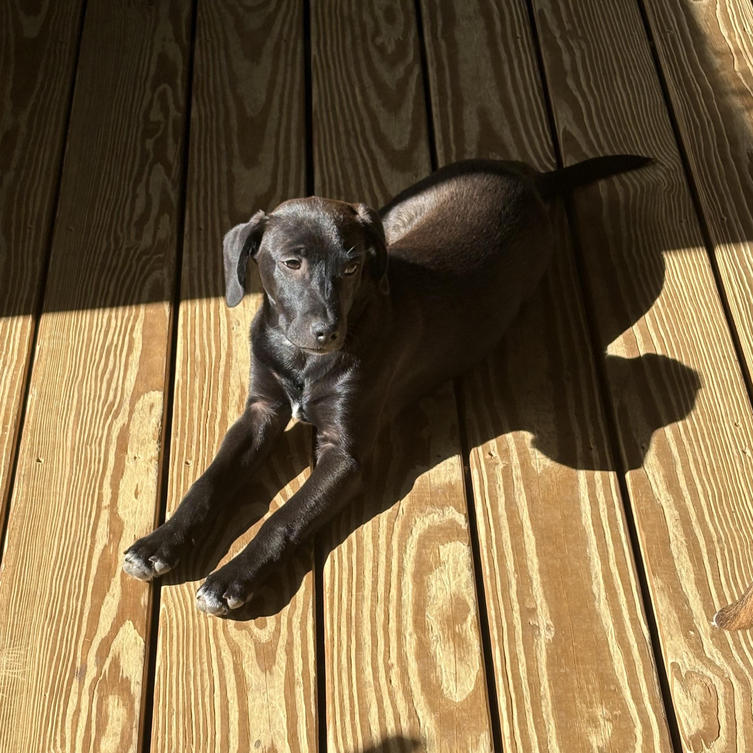 Blaze, Adoptable, Puppy Male Mixed Breed.