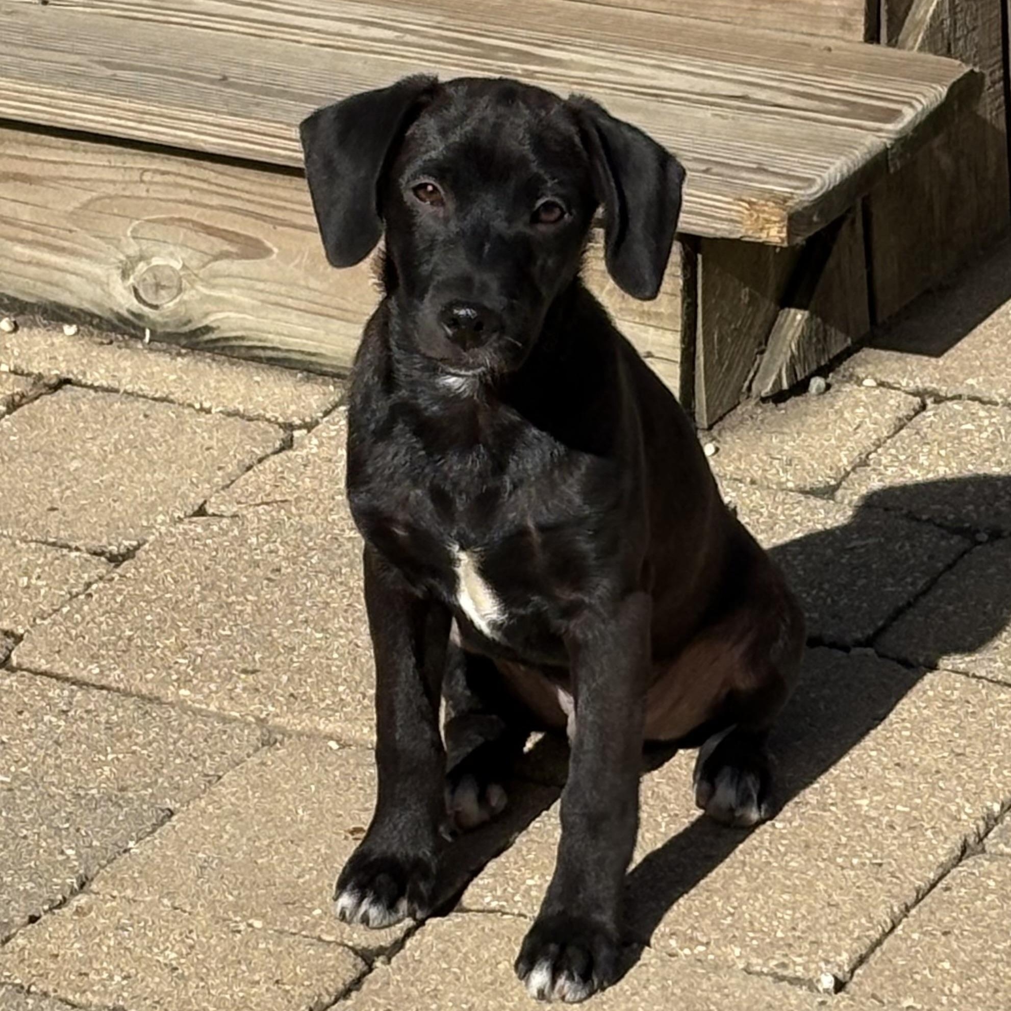 Enlarge Blaze, a Adoptable Mixed Breed in Orland Park, IL image 2/5