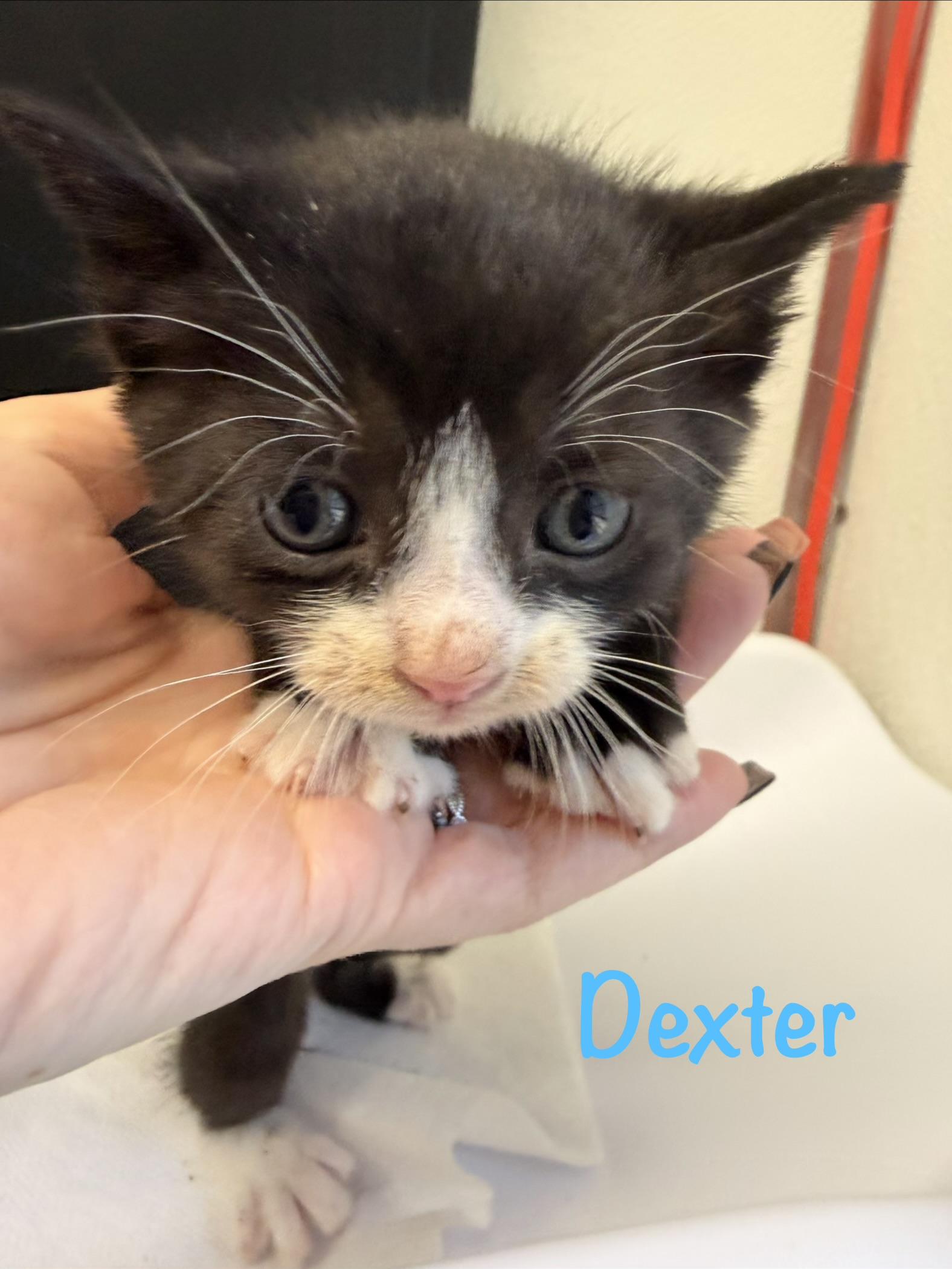 Dexter, Adoptable, Kitten Male Tuxedo.
