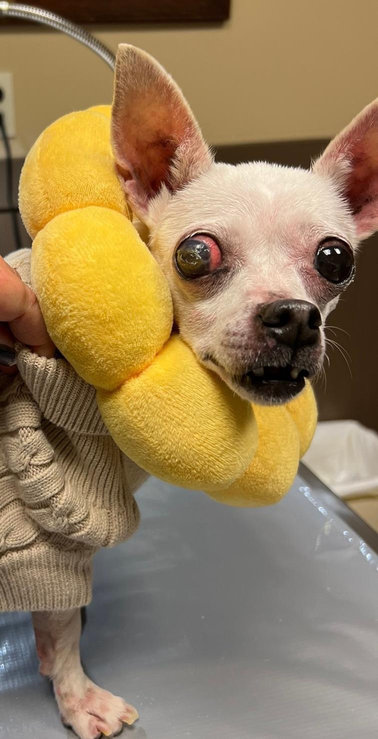 Dog for adoption Fergie, a Chihuahua in Bridgeton, NJ Petfinder