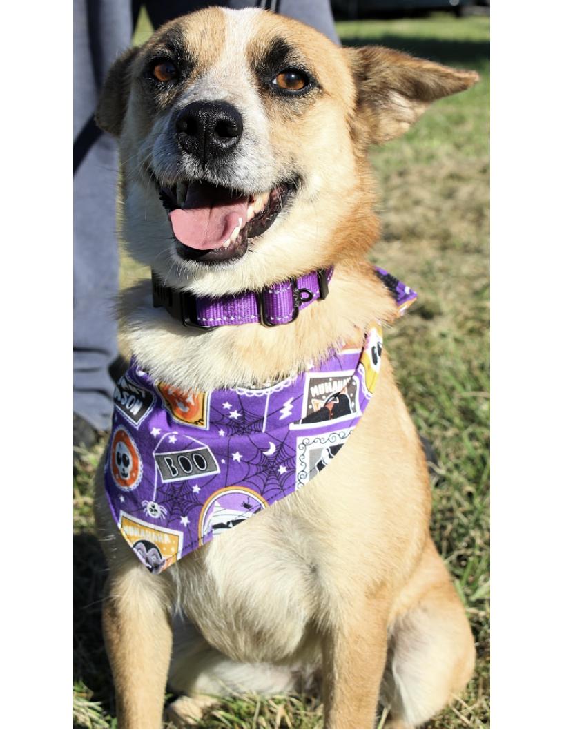 Enlarge Sophie, a Adoptable Cattle Dog in Lawrenceburg, KY image 1/1