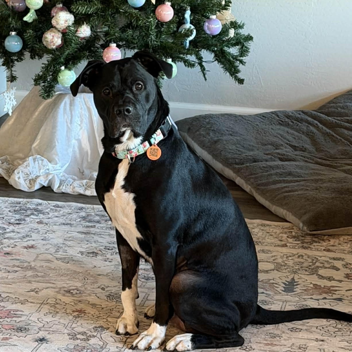 Nala, ADOPTABLE, Senior Female Pit Bull Terrier & Black Labrador Retriever.