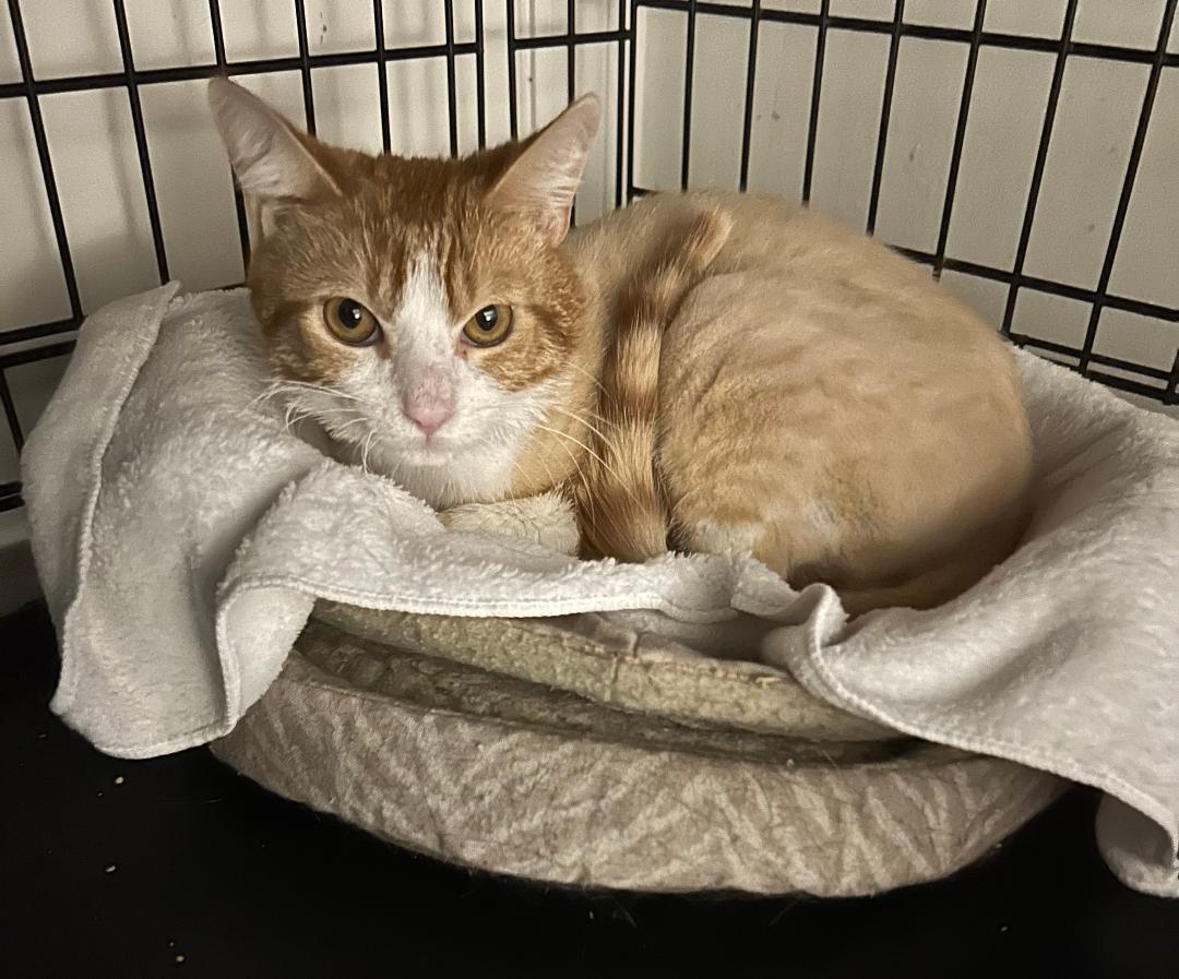 Enlarge Simba, a ADOPTABLE Domestic Short Hair in Sayreville, NJ image 3/3