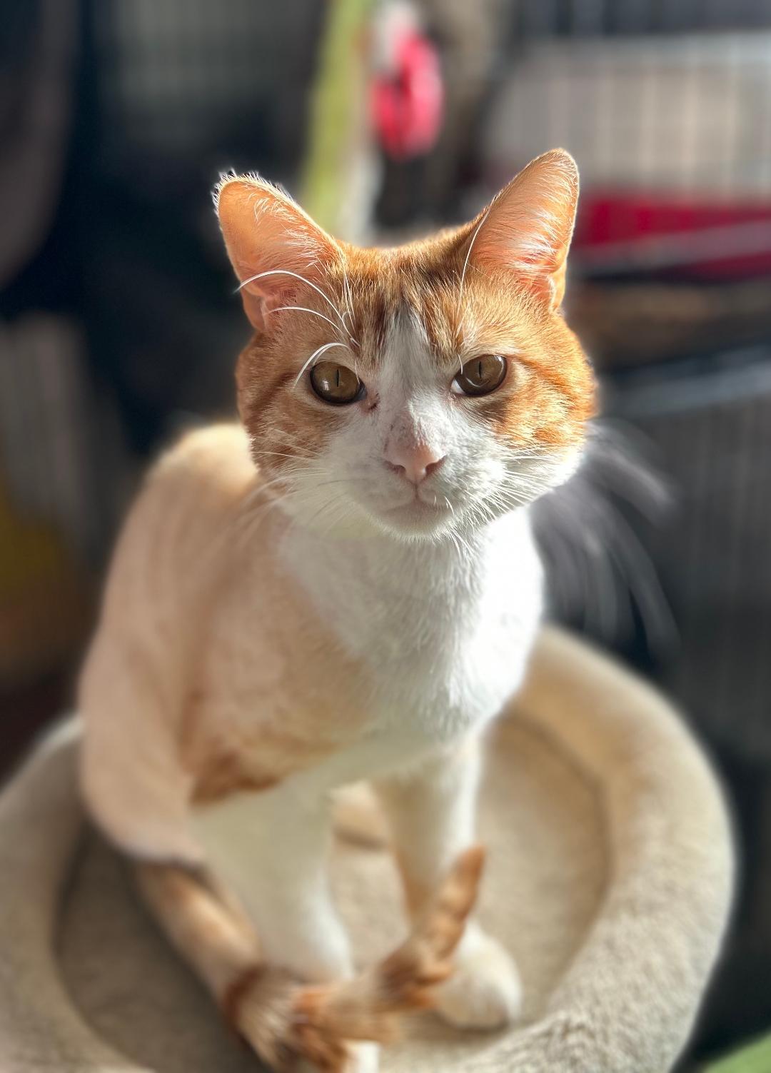 Simba, ADOPTABLE, Young Male Domestic Short Hair.