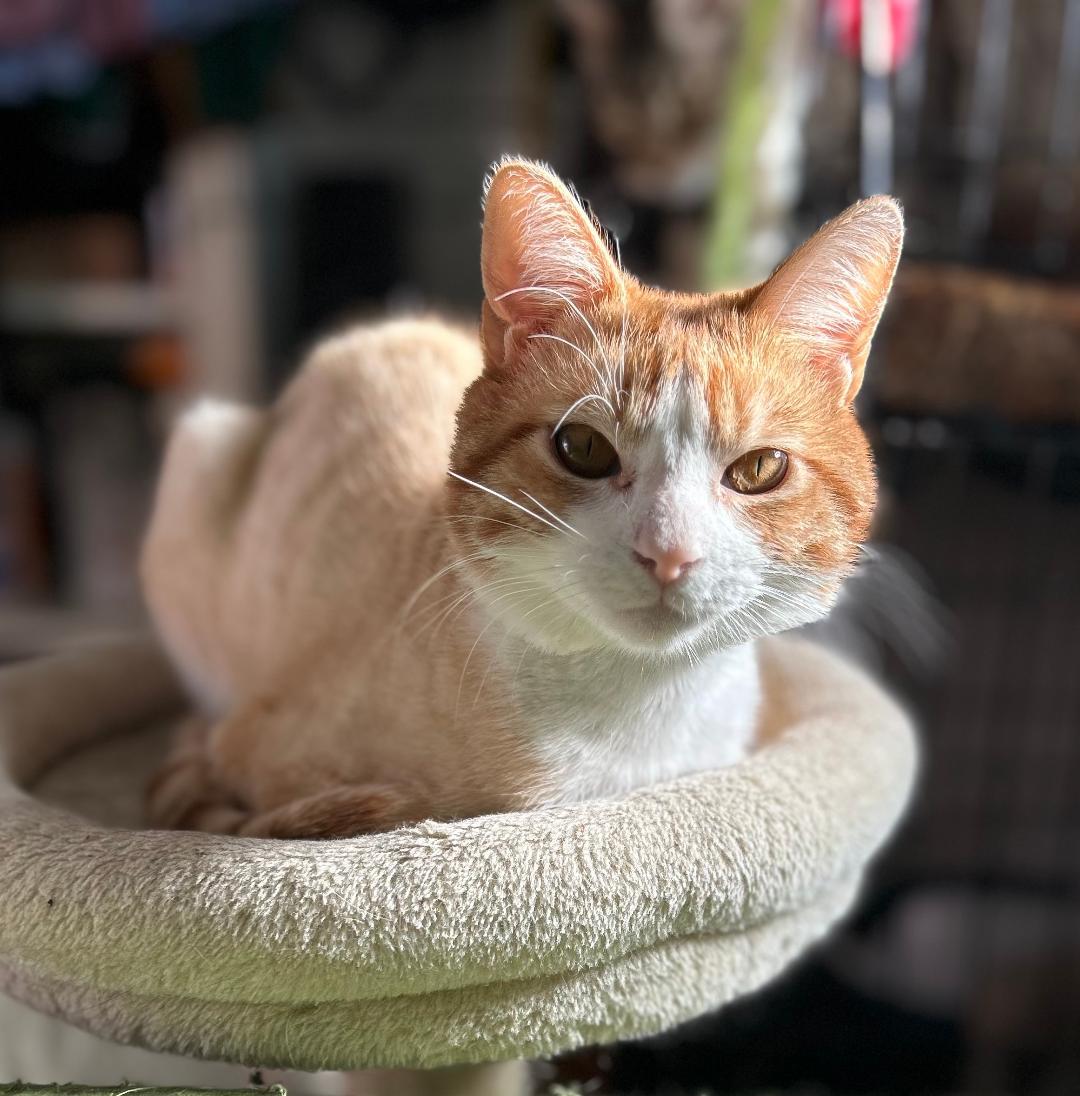 Enlarge Simba, a ADOPTABLE Domestic Short Hair in Sayreville, NJ image 2/3