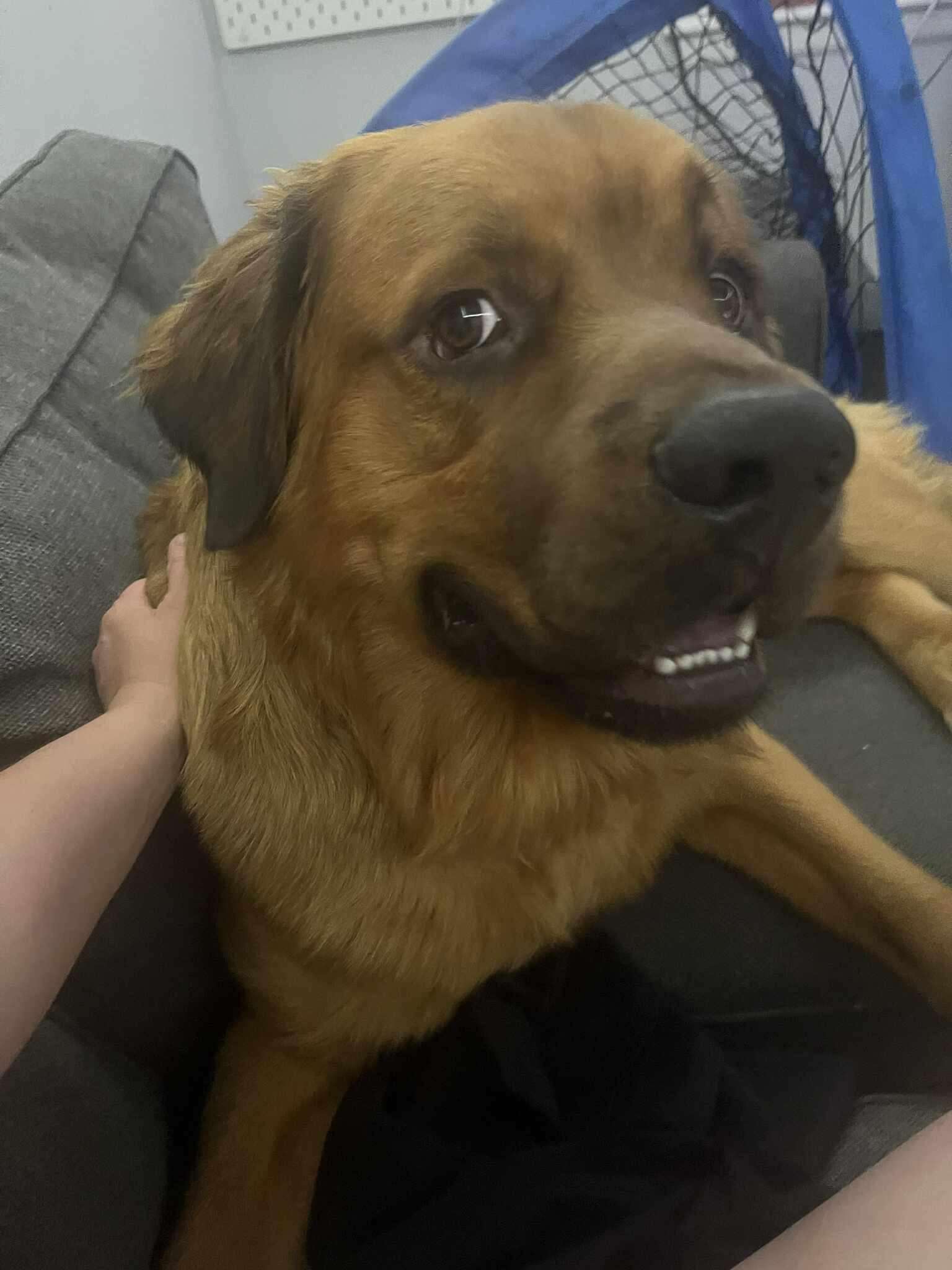 Grizzly (Courtesy Post)