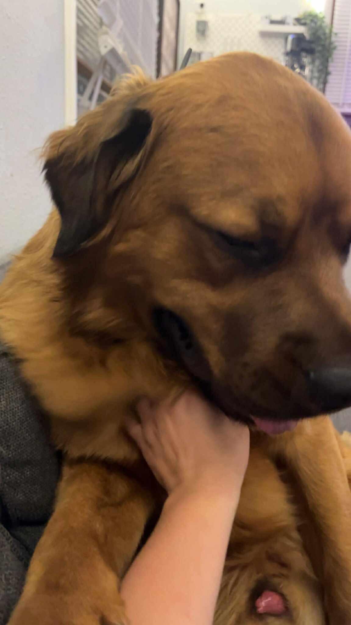 Grizzly (Courtesy Post)