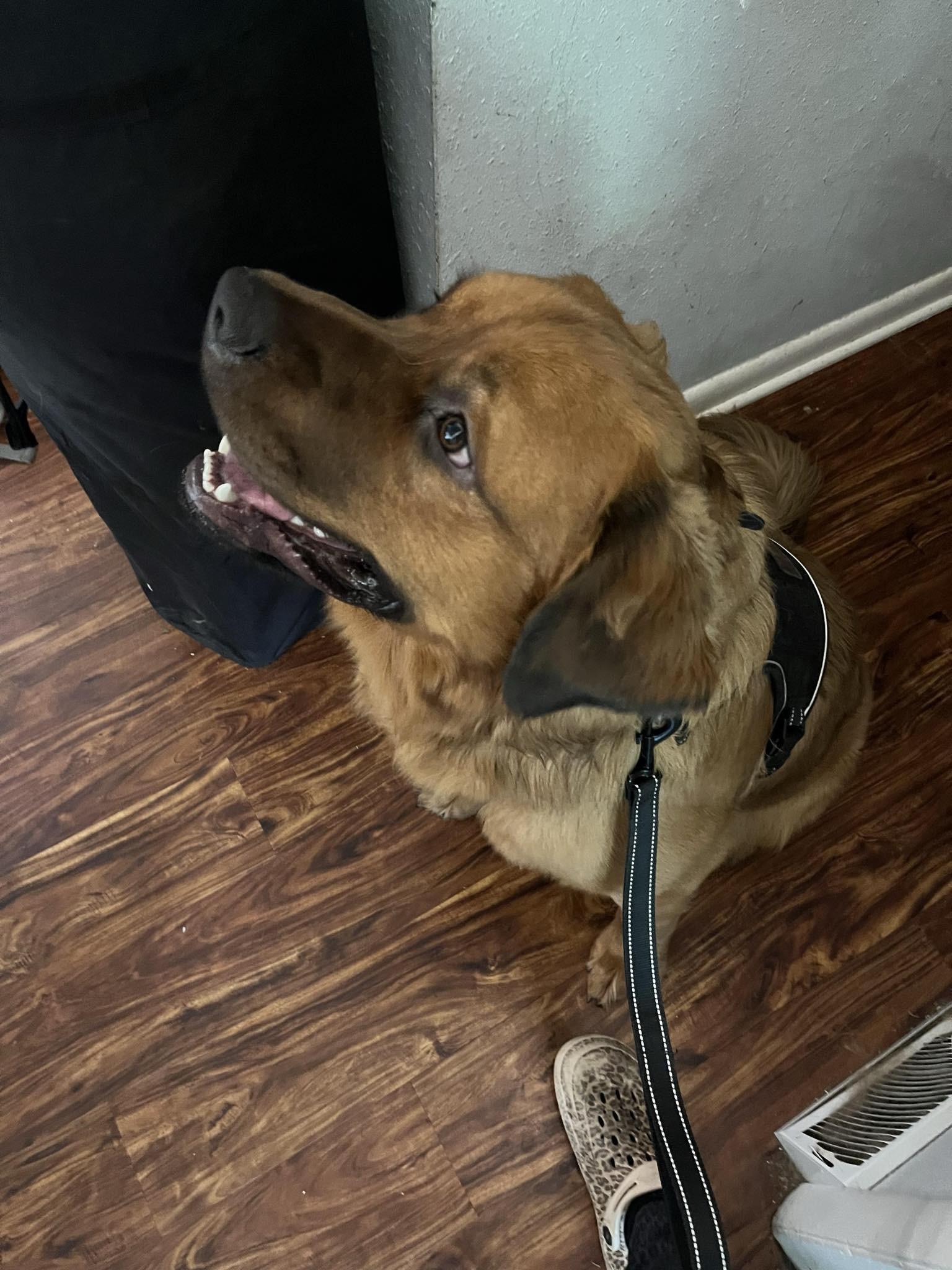 Grizzly (Courtesy Post)