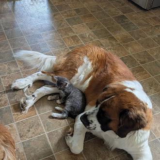 Everest, Adoptable, Adult Female Saint Bernard.
