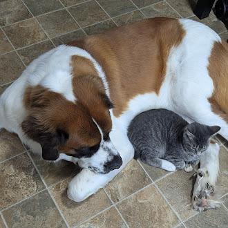 Enlarge Everest, a Adoptable Saint Bernard in Oswego, IL image 2/6