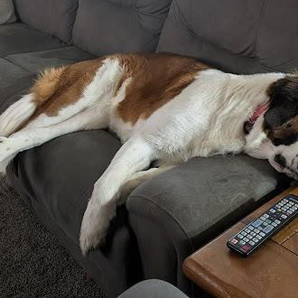 Enlarge Everest, a Adoptable Saint Bernard in Oswego, IL image 3/6