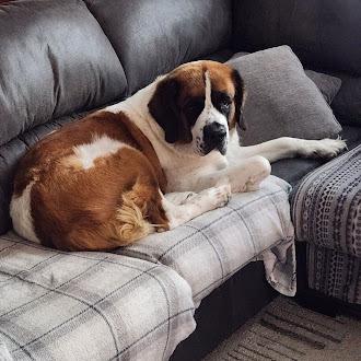 Enlarge Everest, a Adoptable Saint Bernard in Oswego, IL image 4/6