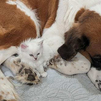 Enlarge Everest, a Adoptable Saint Bernard in Oswego, IL image 5/6