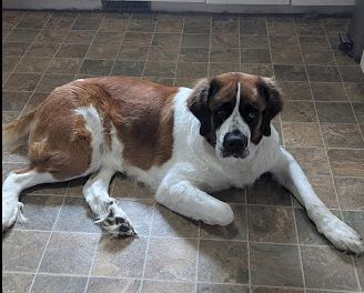 Enlarge Everest, a Adoptable Saint Bernard in Oswego, IL image 6/6