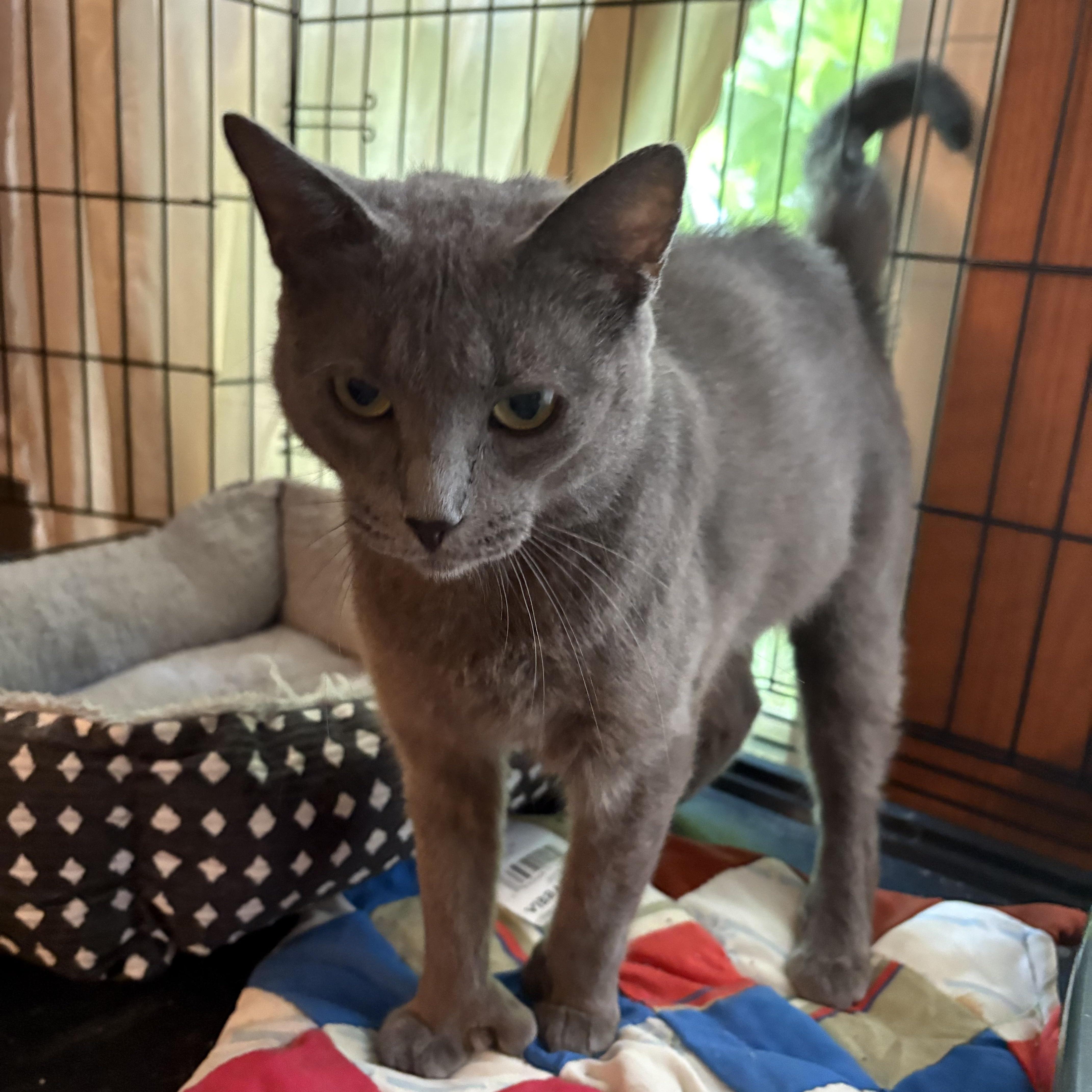 Thumbs, Adoptable, Adult Female Russian Blue & Domestic Short Hair.