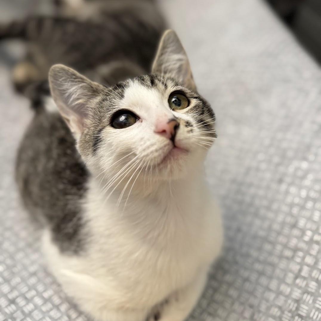 George (Bonded to Michael), Adopted, Kitten Male Domestic Short Hair.