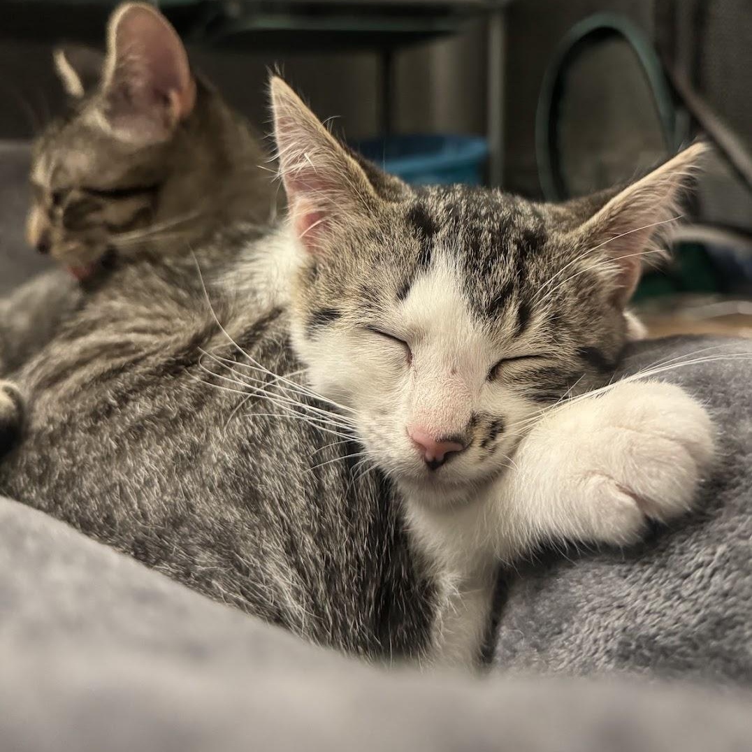 Enlarge George (Bonded to Michael), a Adopted Domestic Short Hair in Renton , WA image 2/6