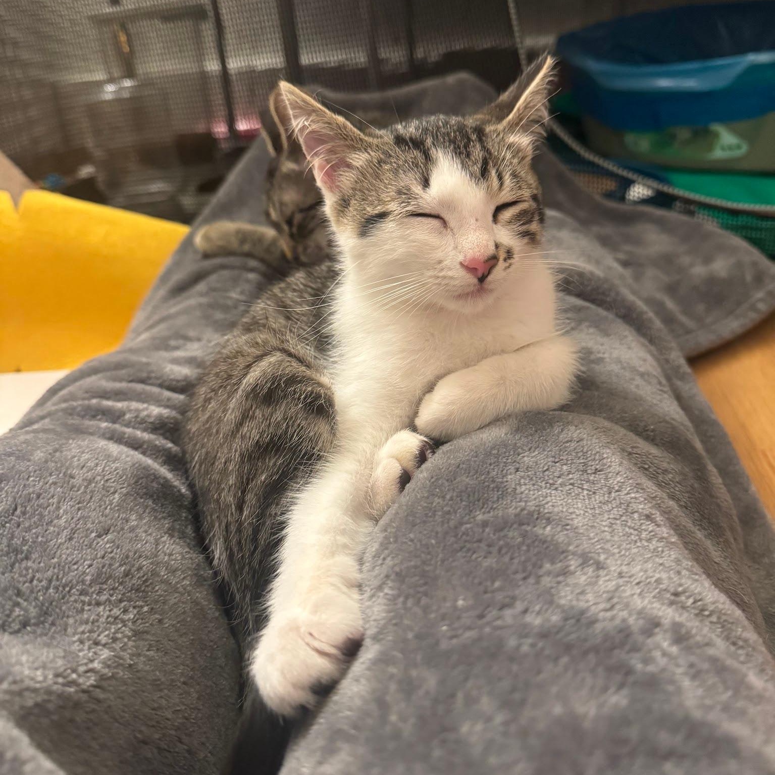 Enlarge George (Bonded to Michael), a Adopted Domestic Short Hair in Renton , WA image 5/6