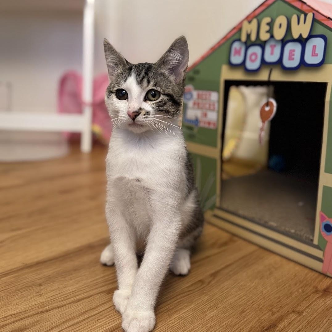 Enlarge George (Bonded to Michael), a Adopted Domestic Short Hair in Renton , WA image 4/6
