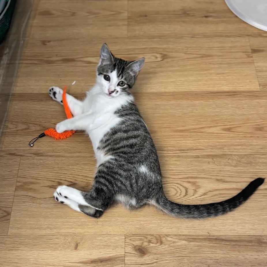 Enlarge George (Bonded to Michael), a Adopted Domestic Short Hair in Renton , WA image 6/6