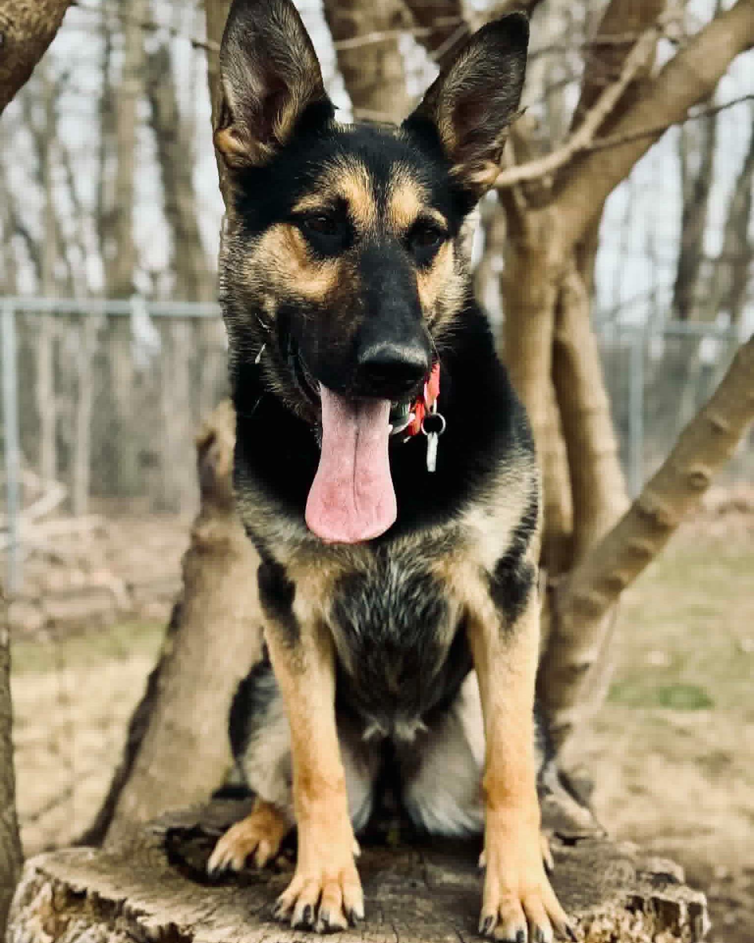 Astrid, ADOPTABLE, Adult Female German Shepherd Dog.