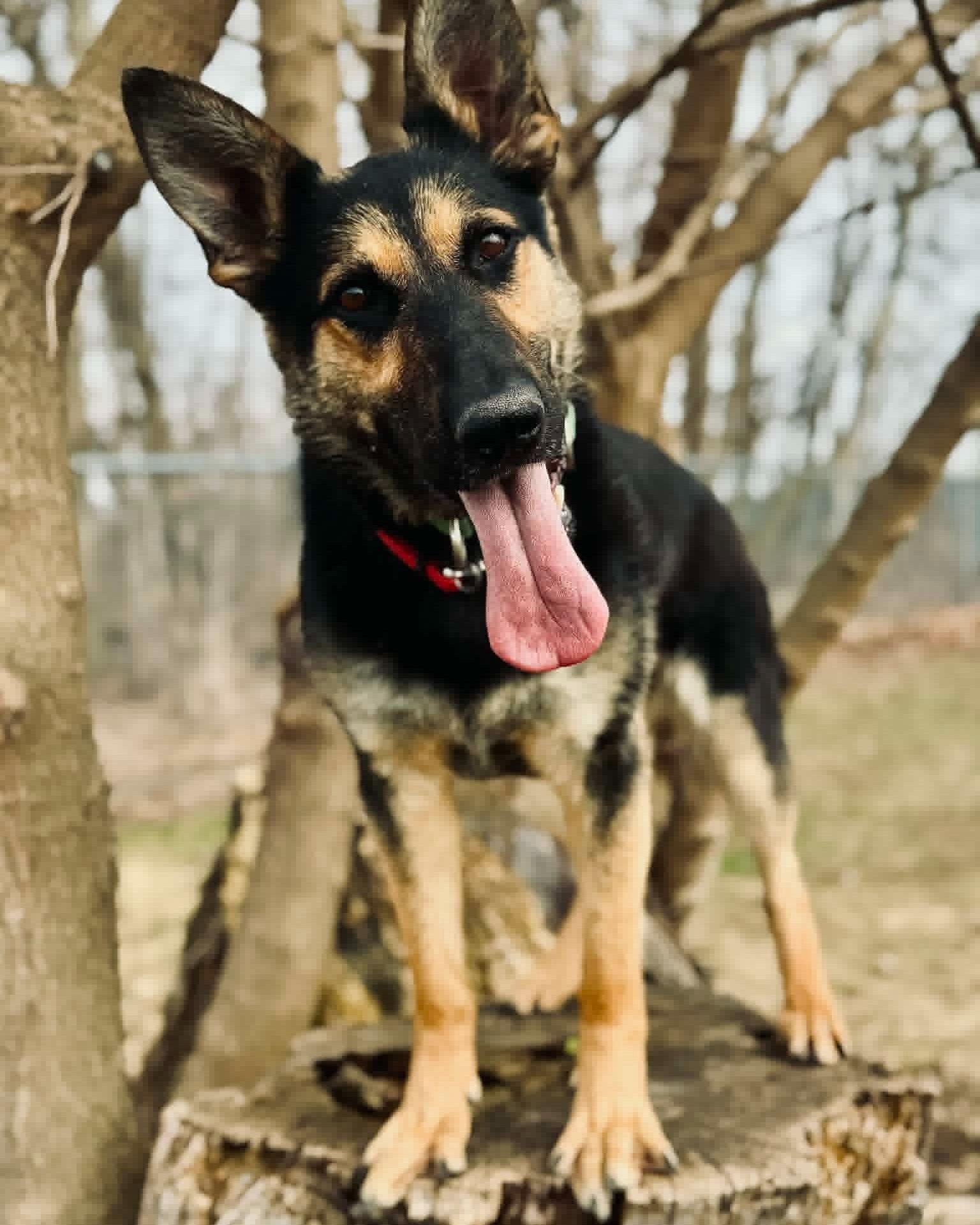 Astrid, a ADOPTABLE mixed breed in Fremont, MI image 2/2