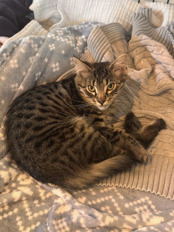 Bailey bonded with Hazel, a Adoptable Tabby in North Haledon, NJ image 1/2