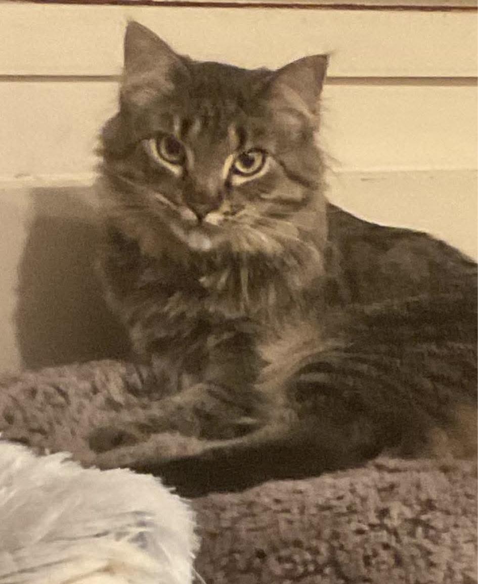 Bailey bonded with Hazel, a Adoptable Tabby in North Haledon, NJ image 2/2