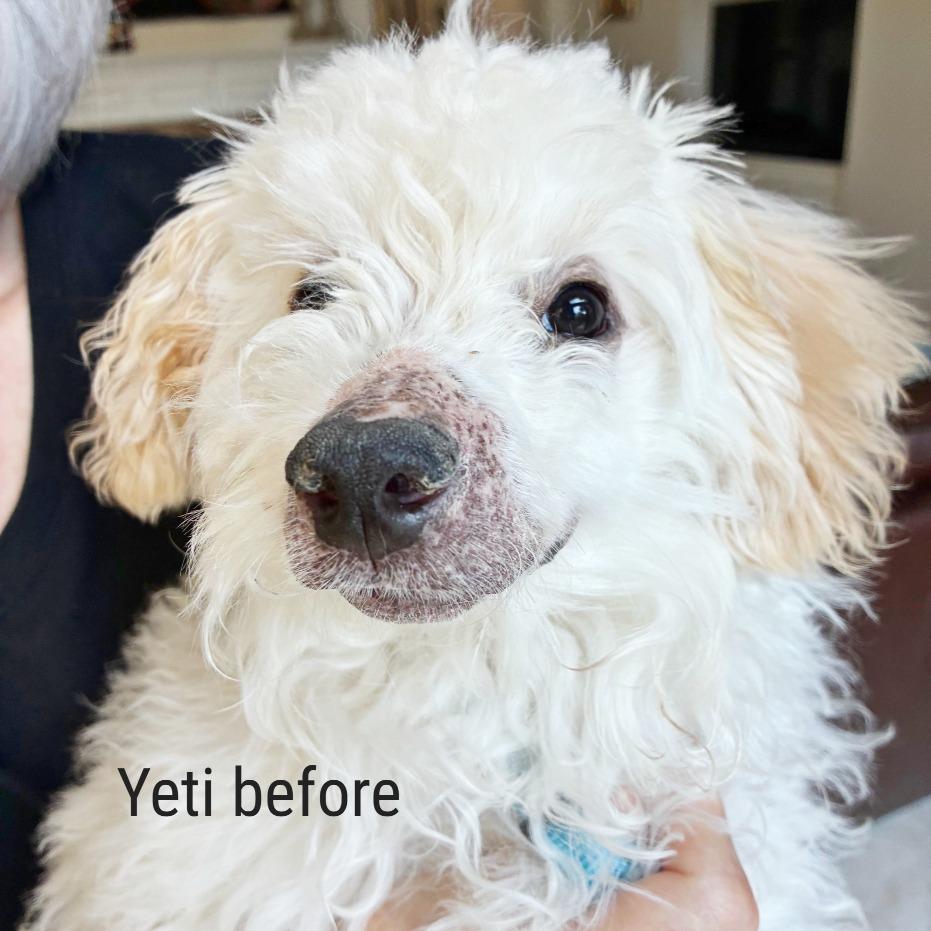 Enlarge Yeti, a Adoptable mixed breed in Flower Mound, TX image 1/5