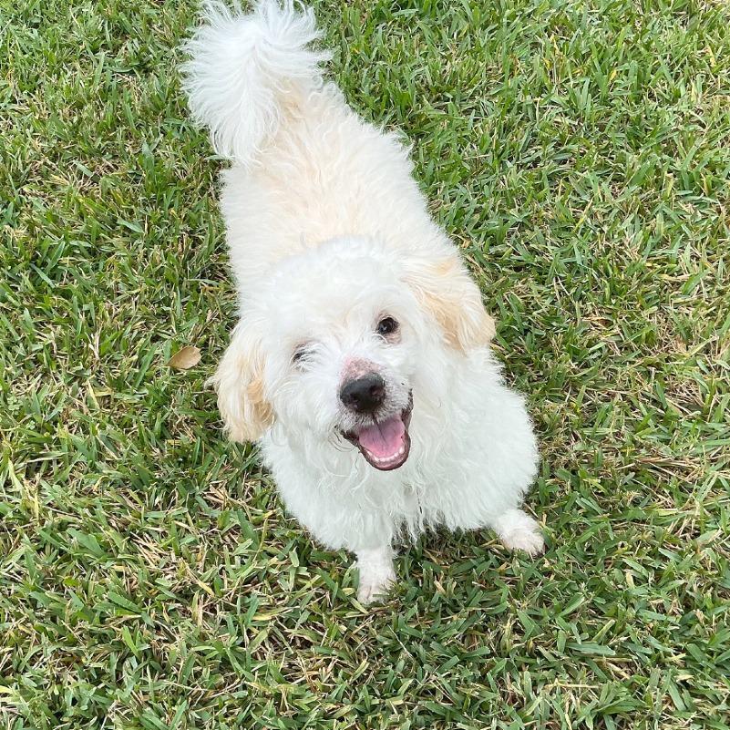 Enlarge Yeti, a Adoptable mixed breed in Flower Mound, TX image 4/5