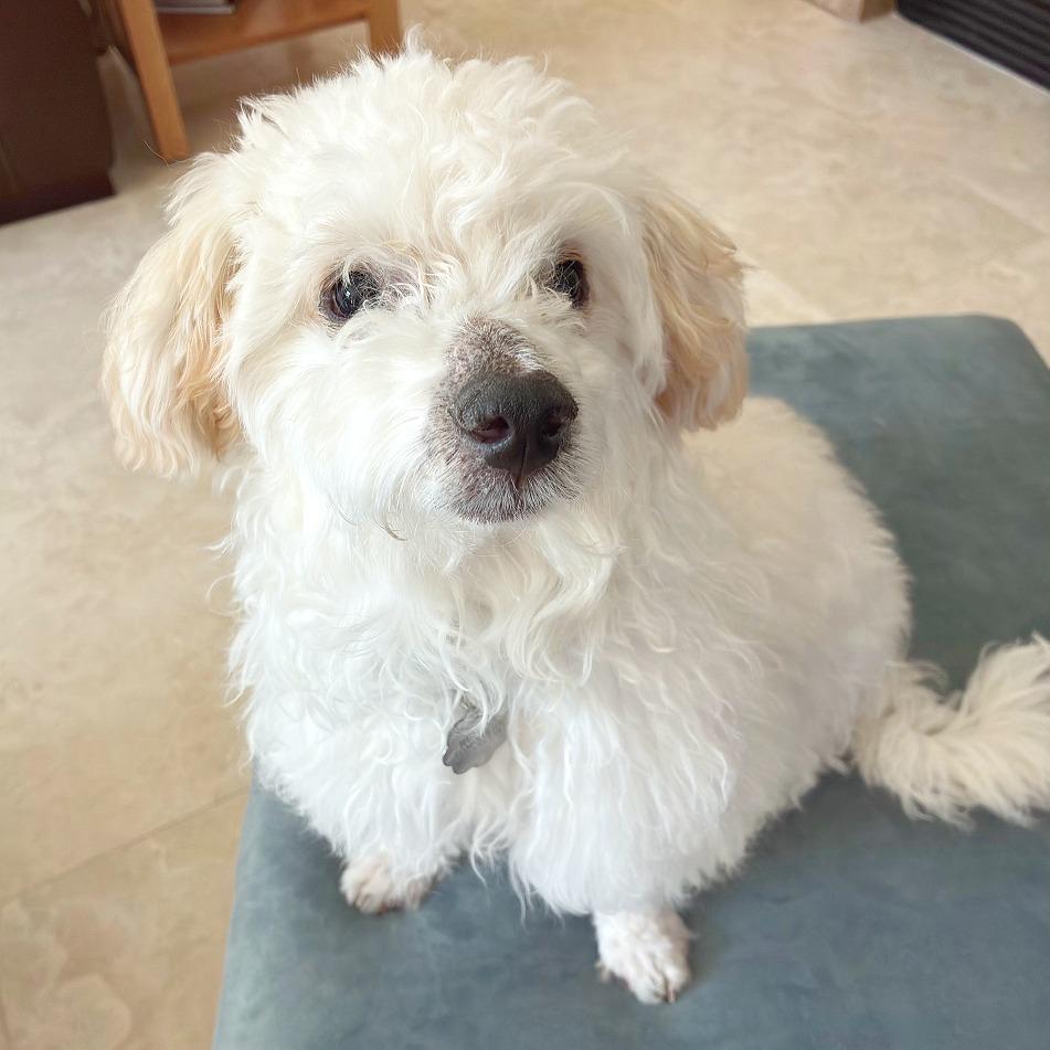 Yeti, Adoptable, Puppy Male Bichon Frise & Mixed Breed.