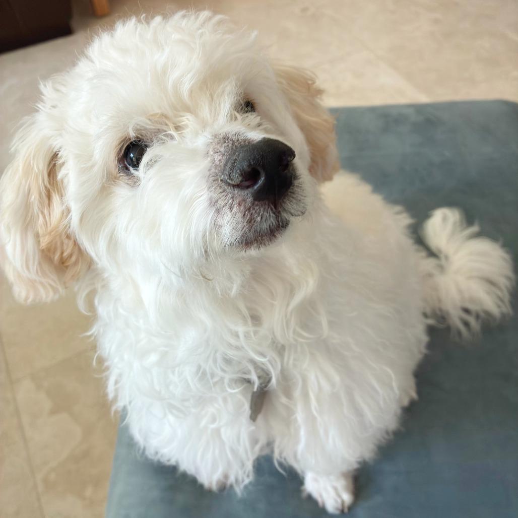Enlarge Yeti, a Adoptable mixed breed in Flower Mound, TX image 5/5